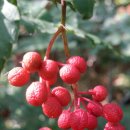 풍년산장 이미지