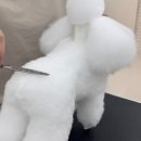 꿈의 애견미용 | 부산애견미용학원 수영애견미용전문학원에서 자격증 단기 취득 합격 후기