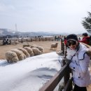 영식목장 이미지