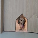 동그라미펫 | 30평대 구축아파트, 반려동물과 함께 아늑하게 변신🐾｜동그라미하우스 구경하는집