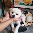 야옹아 멍멍해봐 이천점 이미지