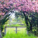 제주봄은 벚꽃이 지면 겹벚꽃이 옵니다. 미리보는 4월의 제주도 가볼만한곳 추천 3월 23일 출석부 이미지