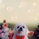 강릉애견하우스 이미지