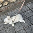 내개로와 네이버블로그