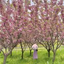 봉소2리 | [겹벚꽃 여행] 4/23 일요일 서산+예산 당일치기, 문수사 + 아그로랜드(feat. 운산 손칼국수 내돈내산)