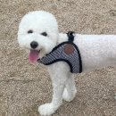 멍설유치원 | 덕양구 원흥역 인근 강아지 유치원 첫 방문후기