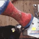 해피카우 이미지