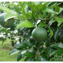 라파요양병원 이미지