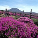 봄철 산행에서 꽃가루 알레르기, 산불, 독초까지… 놓치지 말아야 할 8가지 이미지