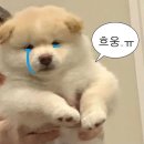W6.제일 어려운 헤어변형 - 소담 헤어변형 서윤 계약 후기(14개 업체 예약마감 이슈, 업체리스트공유)
