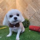 도그미용실 이미지