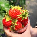 만영농장 | 아이와 하루 종일 놀기 좋은 곳 찾는다면? 용인 헤븐온어스 딸기체험농장 다녀온 후기