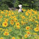 항몽유적지 이미지