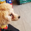 배곧유치원 이미지