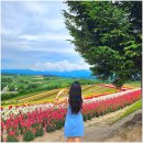 세븐일레븐 양산휴게소점 | 7월 8월 여름 삿포로 비에이 버스투어 후기