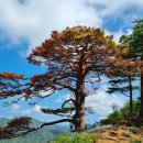 울진소나무 이미지