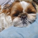 잘다녀오시개 이미지