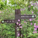 장박1무명교 | 산청 황매산 등산코스 후기 (떡갈재-민봉-황매산 정상-베틀봉-모산재-모산재주차장)