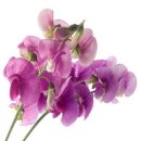 스위트피(sweetpea) 이미지