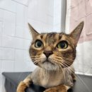 잔다냥 성남점 이미지