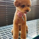 오늘DOG예쁨 이미지