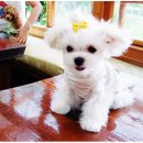 정퍼피클럽 이미지