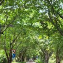 낙동제방 수관교 주변 | 🏞☀️부산 대저강들 풍경