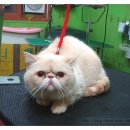 모모애견샵 이미지