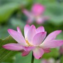 종오정 | 경주 손곡동 종오정, 여름날 연꽃과 배롱나무꽃으로 물드는 시간