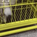 멍청하개