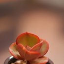 메르디안 이미지