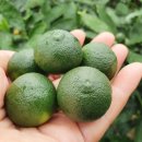 국립농산물품질관리원 제주지원 서귀포사무소 이미지