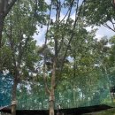 따듯한오후 낮잠소리 이미지