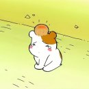 츄츄 Daum카페