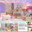 골든스웨터 캐터리 | 판교고양이분양 후기 길고양이 봉사에서 시작된 인연