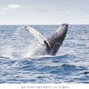 [핫핑크돌핀스의 해양동물 이야기 5] '고래를 만날 확률 90%' 그들의 노하우 이미지