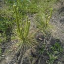 황금소나무농원 이미지