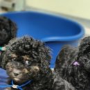 두들랜드 이미지