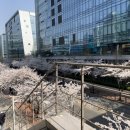 군산오징어판교