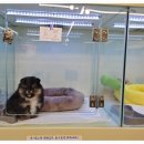 대구강아지분양 마마스미독 본점 이미지