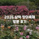 2026 삼척 장미축제 주차 및 방문 후기