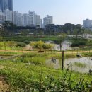 호수공원, 중앙공원 이미지