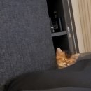 연두동물병원 | 광주 고양이 키우기 전문 승전사 아기고양이 데리고왔을때부터~지금까지 후기