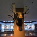 공주-49 | [반포면 ㅣ 박물관] 공주 자연사박물관 방문후기