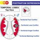 측두엽 - 산후 우울증과 산후 정신병 이미지