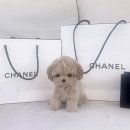 드림독 강아지분양 안심분양센터 잠실점 이미지