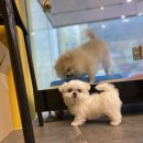 나라애견 본점 이미지