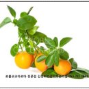 김정희오일 이미지