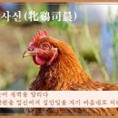 빈계사신(牝鷄司晨) 이미지