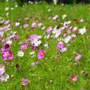 장자호수공원 장미원 이미지